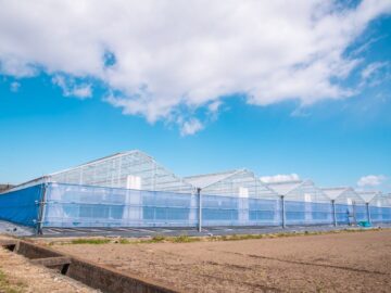 (株)共走|群馬県の施工実績|【6連棟】ミニトマト用鉄骨ハウス（611坪）の画像