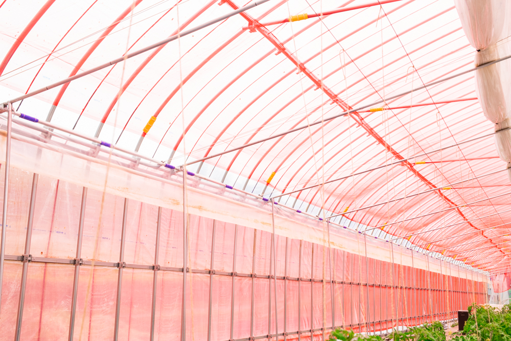 【間口6.3m】野菜栽培用パイプハウス（69坪）|茨城県の施工実績