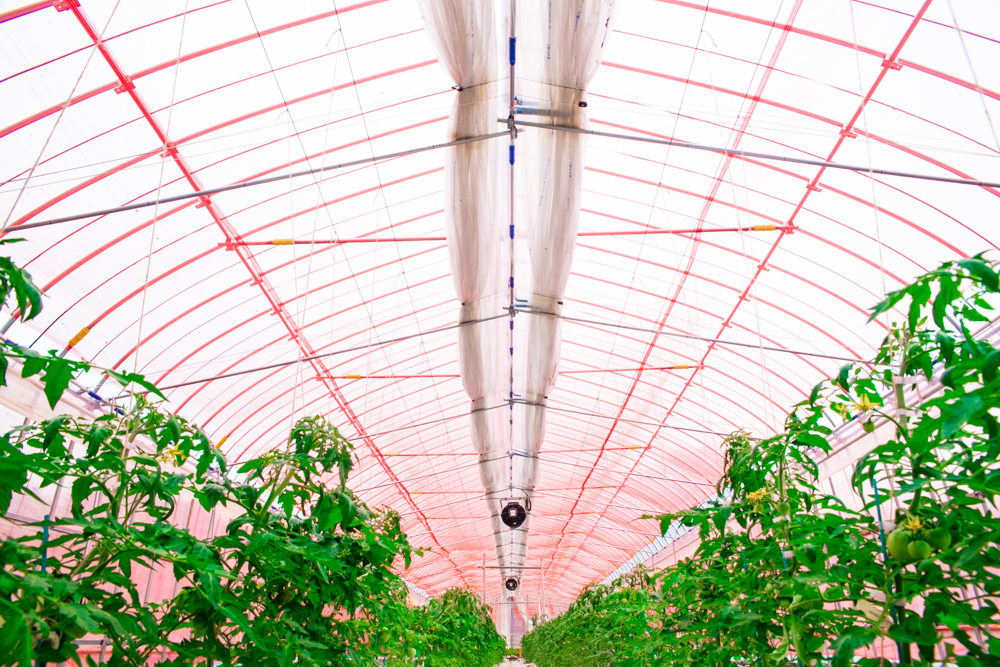 【間口6.3m】野菜栽培用パイプハウス（69坪）|茨城県の施工実績