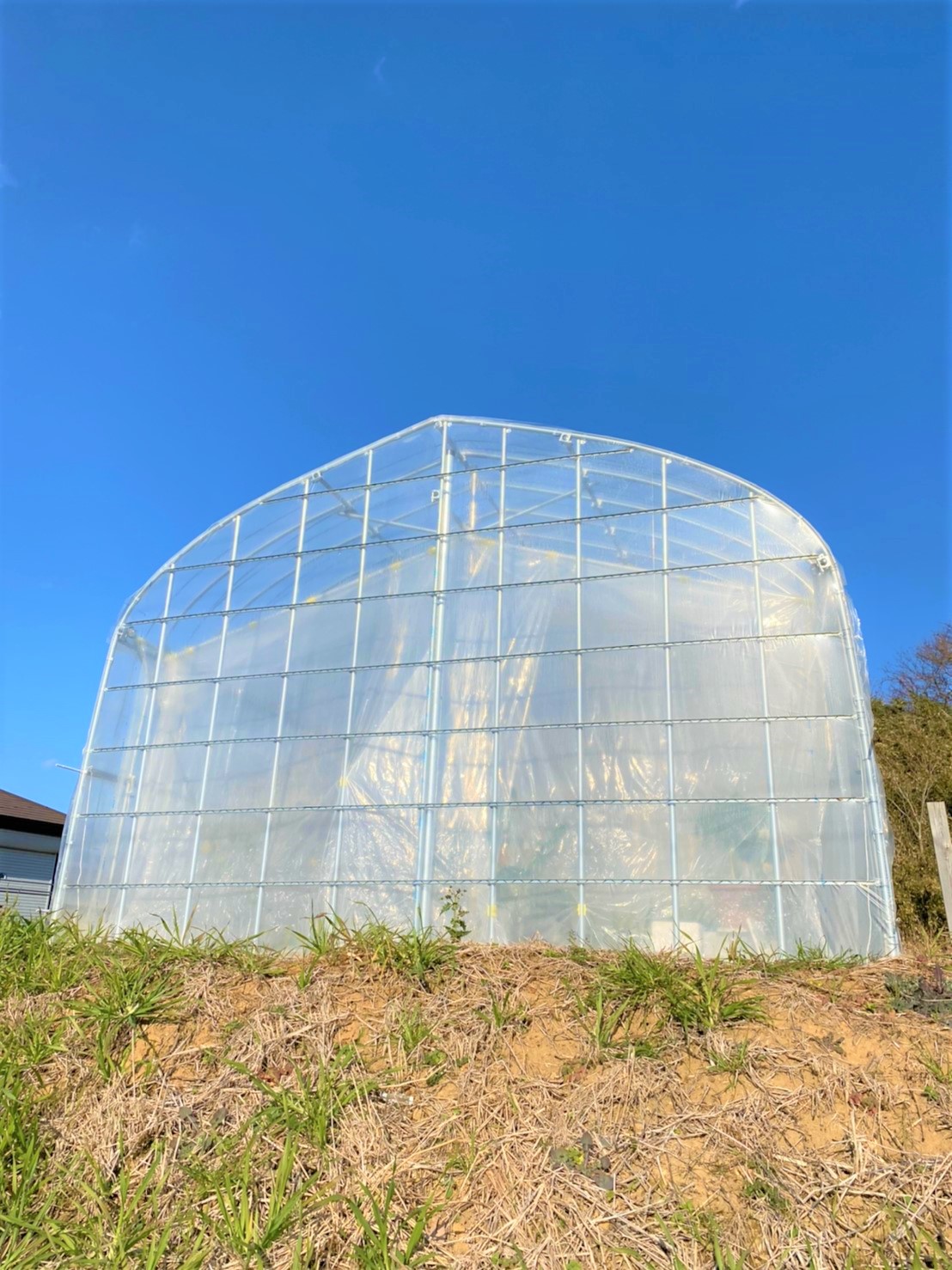 【温室】果樹用パイプハウス(29坪)|茨城県の施工実績