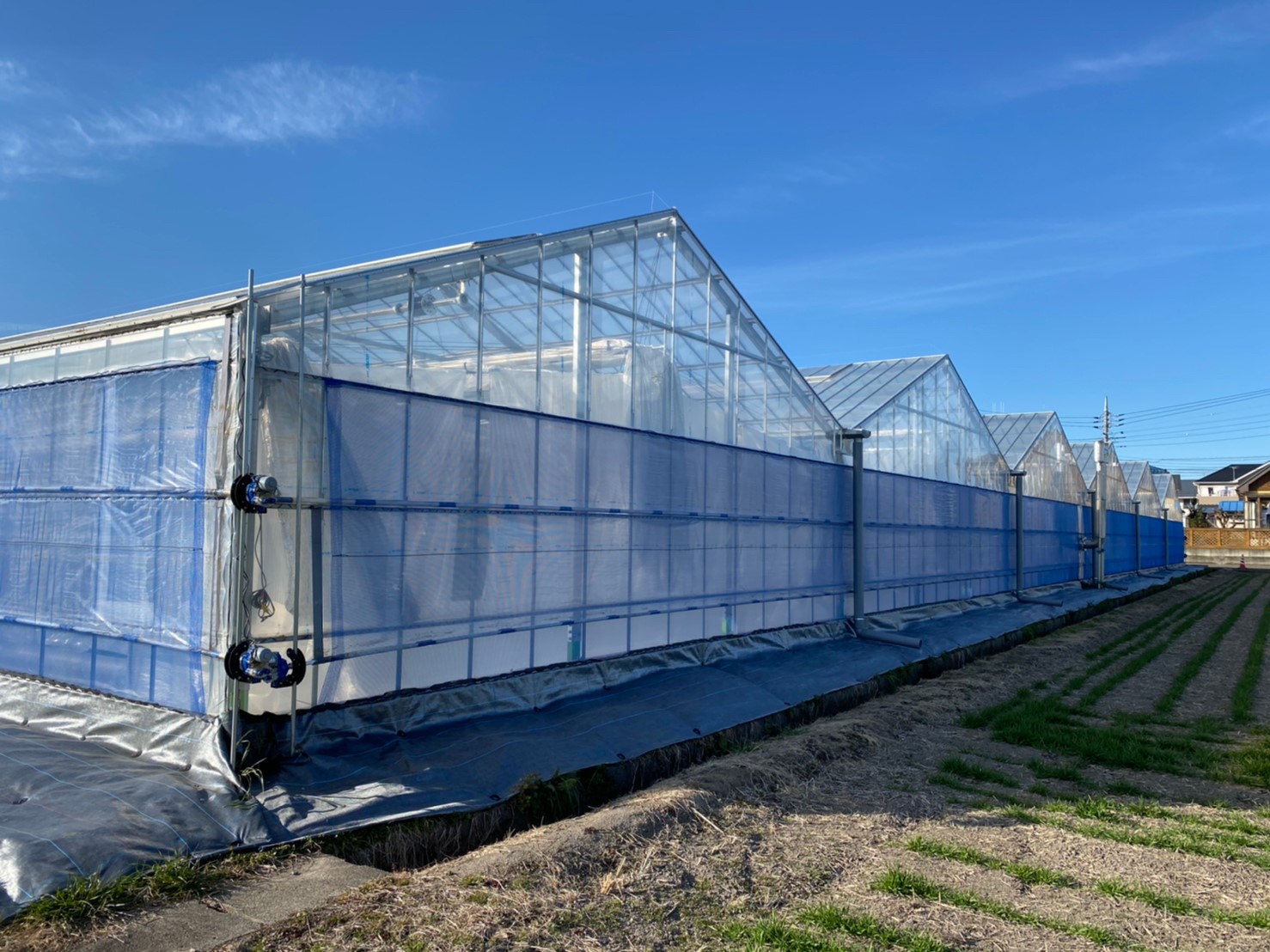 【間口8m】トマト用軽量鉄骨ハウス(829坪)|群馬県高崎市の施工実績