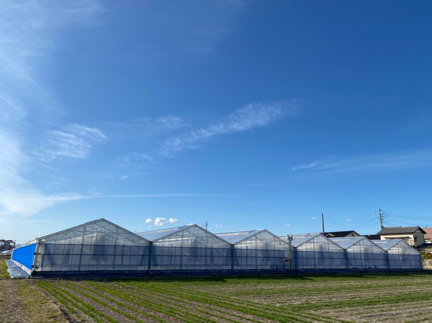 【間口8m】トマト用軽量鉄骨ハウス(829坪)|群馬県高崎市の施工実績