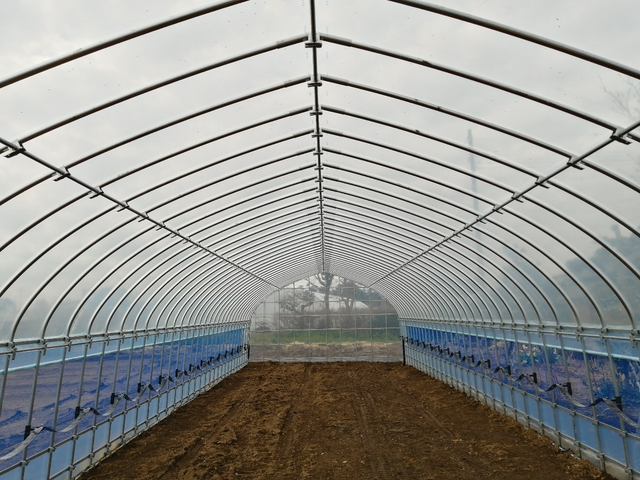 【3間】さつまいも育苗用ビニールハウス(95坪)|千葉県成田市の施工実績