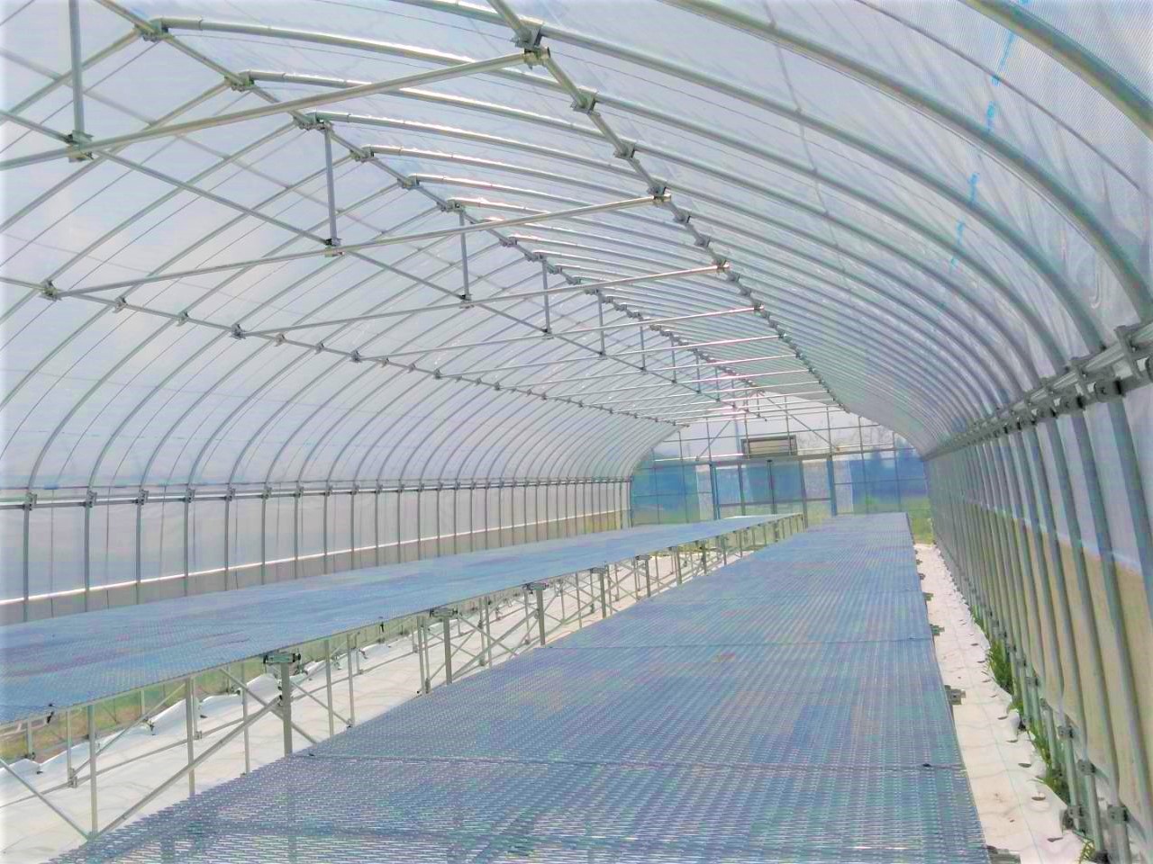 【栽培ベンチ】苺用パイプハウス(45坪)|千葉県の施工実績