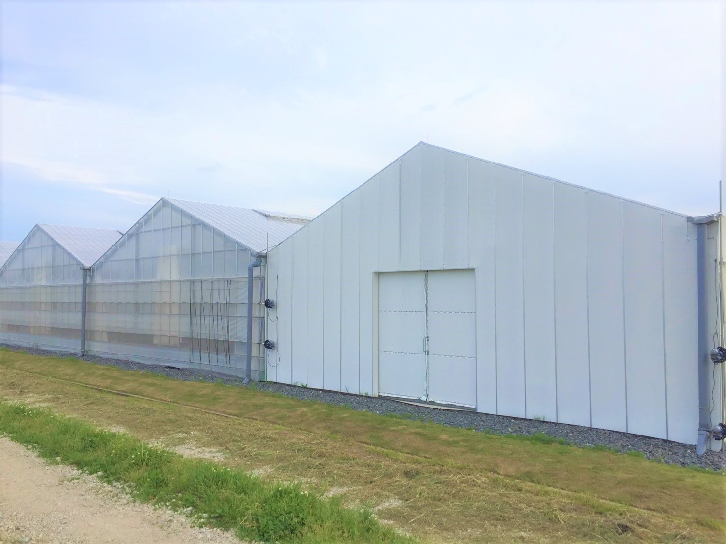 【5連棟】いちご用鉄骨ハウス（614坪）|千葉県の施工実績