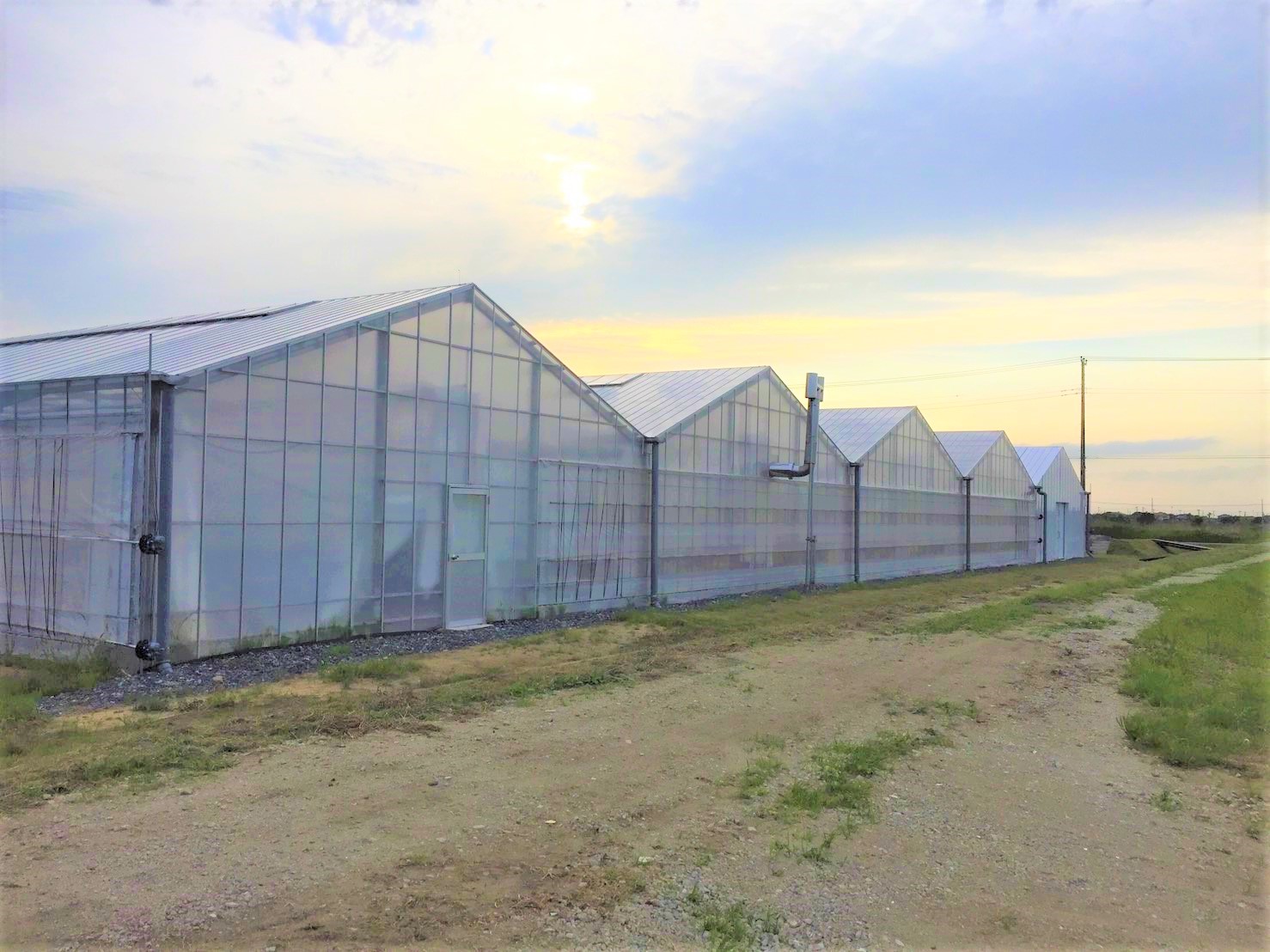 【5連棟】いちご用鉄骨ハウス（614坪）|千葉県の施工実績