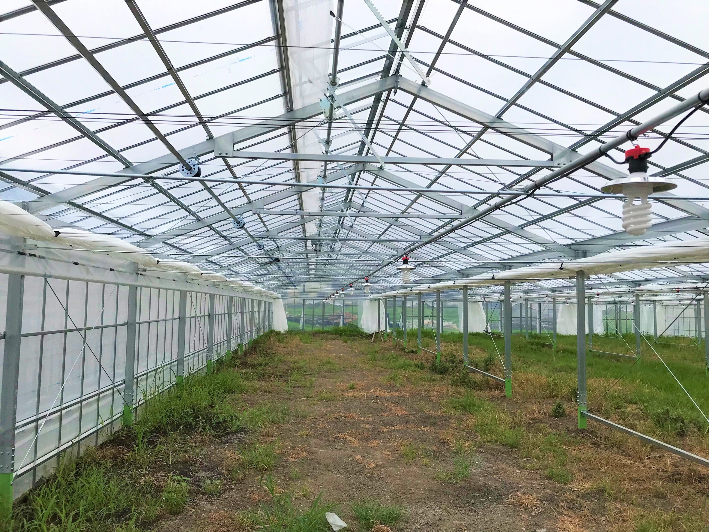 【4連棟】いちご用軽量鉄骨ハウス(284坪)|千葉県南房総市の施工実績