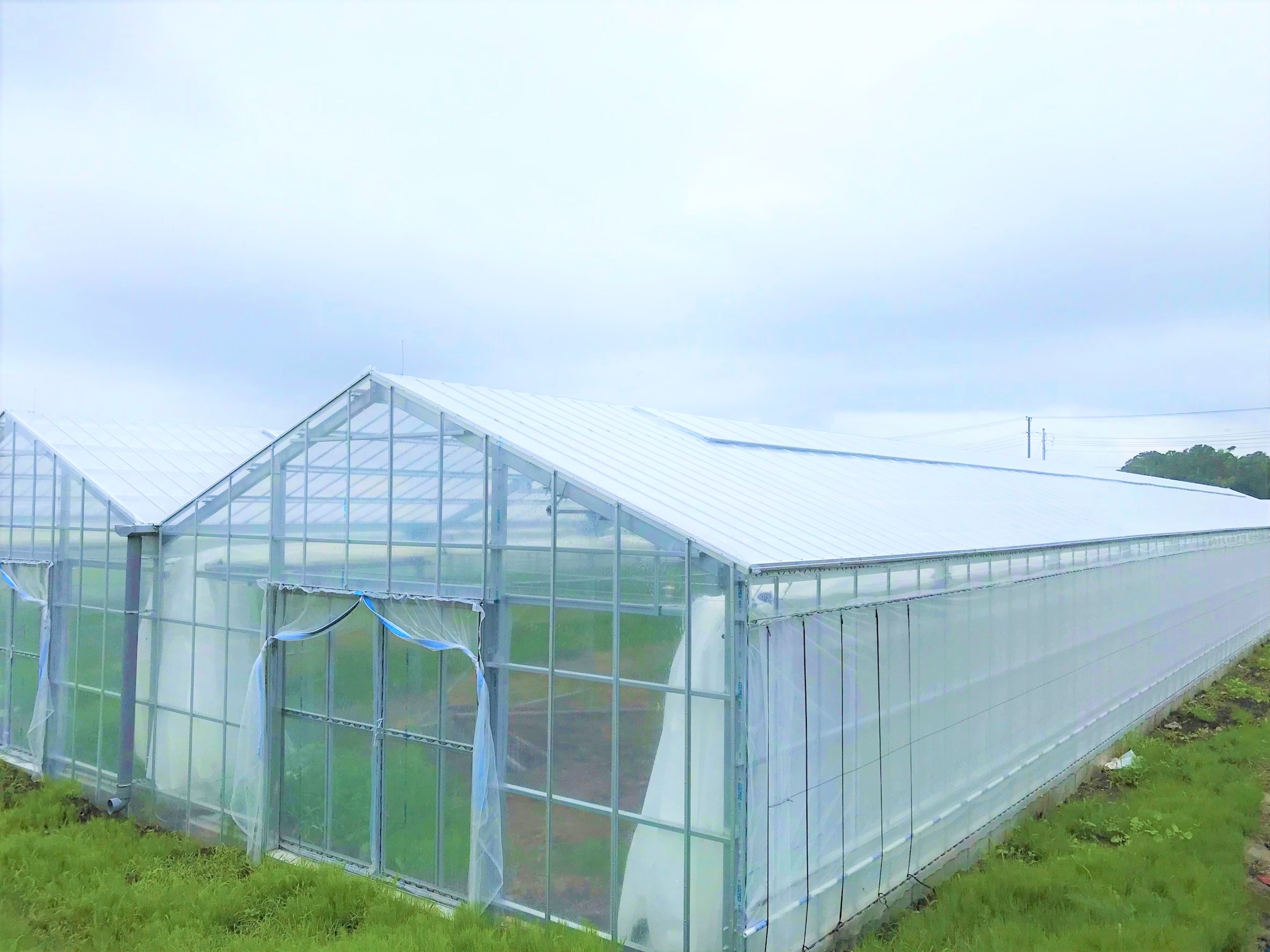 【4連棟】いちご用軽量鉄骨ハウス（284坪）|千葉県南房総市の施工実績