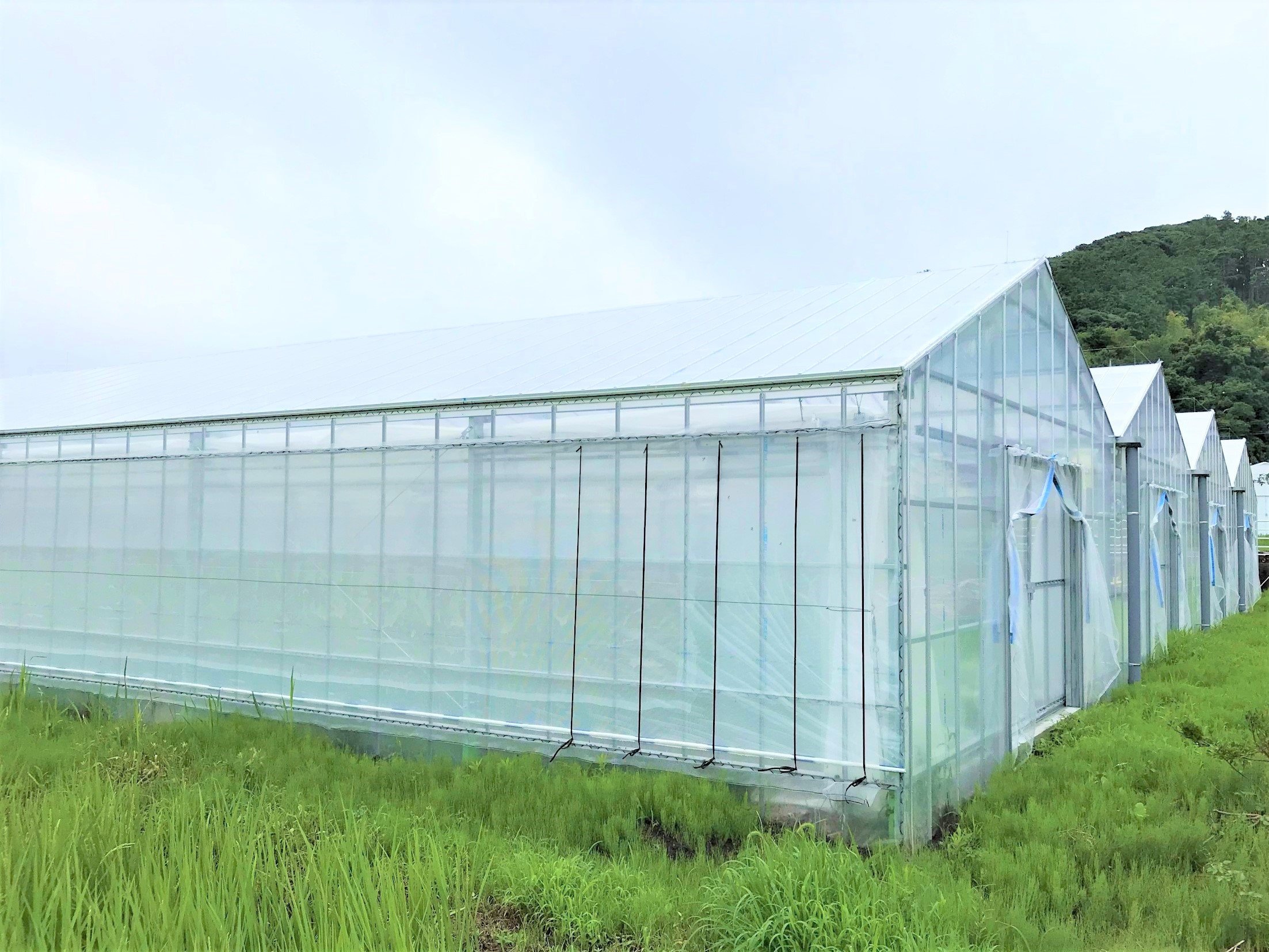 【4連棟】いちご用軽量鉄骨ハウス(284坪)|千葉県南房総市の施工実績