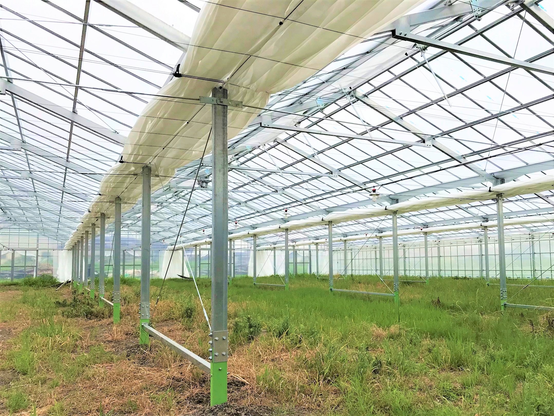 【4連棟】いちご用軽量鉄骨ハウス(284坪)|千葉県南房総市の施工実績