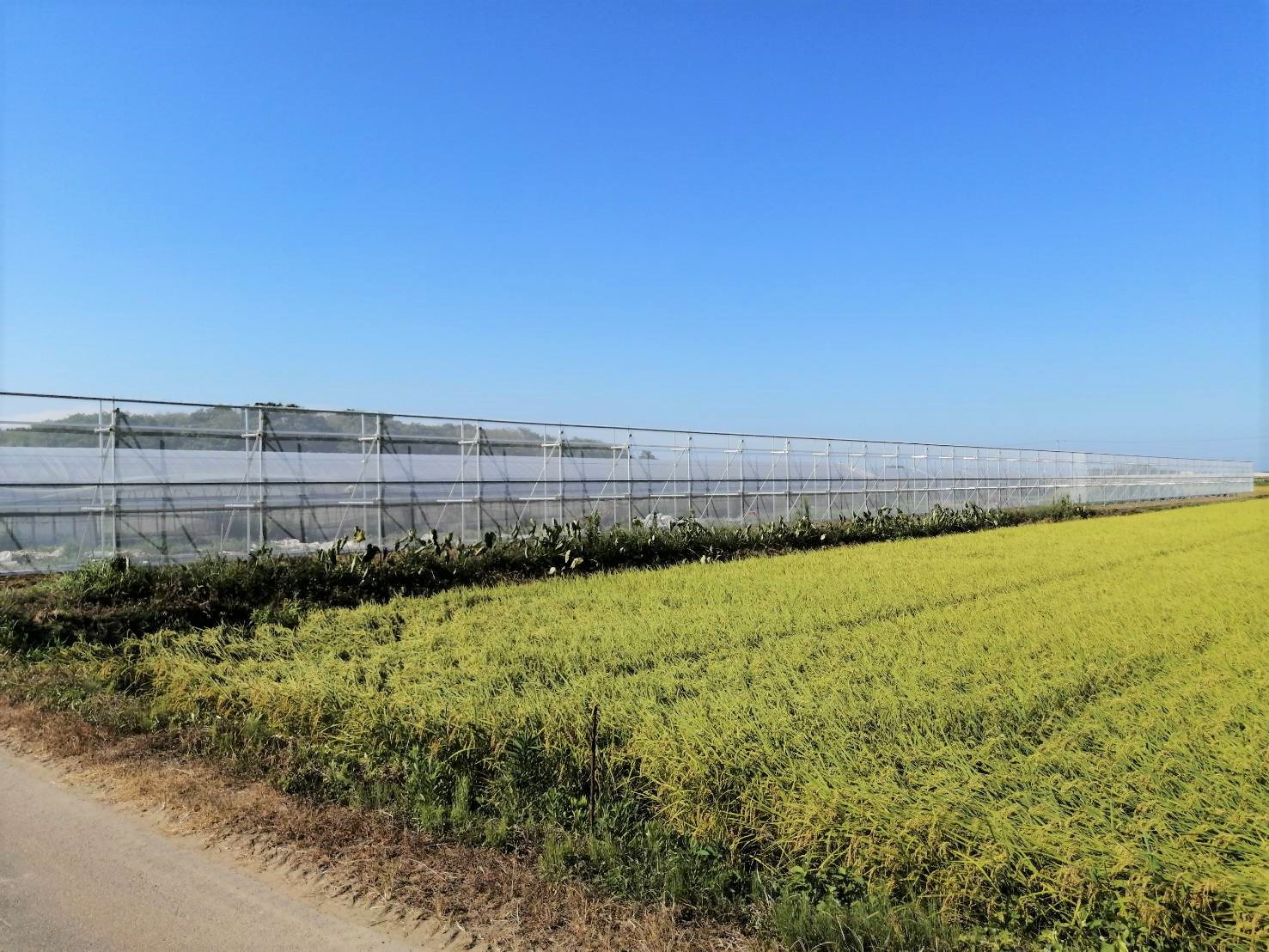 【防風ネット】防風施設（H3mxW100m）|千葉県山武市の施工実績