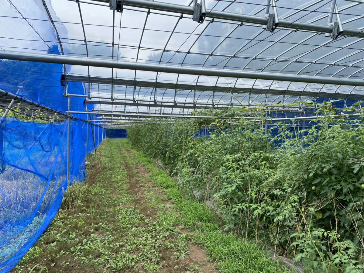 【ぶどう棚】果樹棚・雨よけハウス(163坪)|千葉県の施工実績
