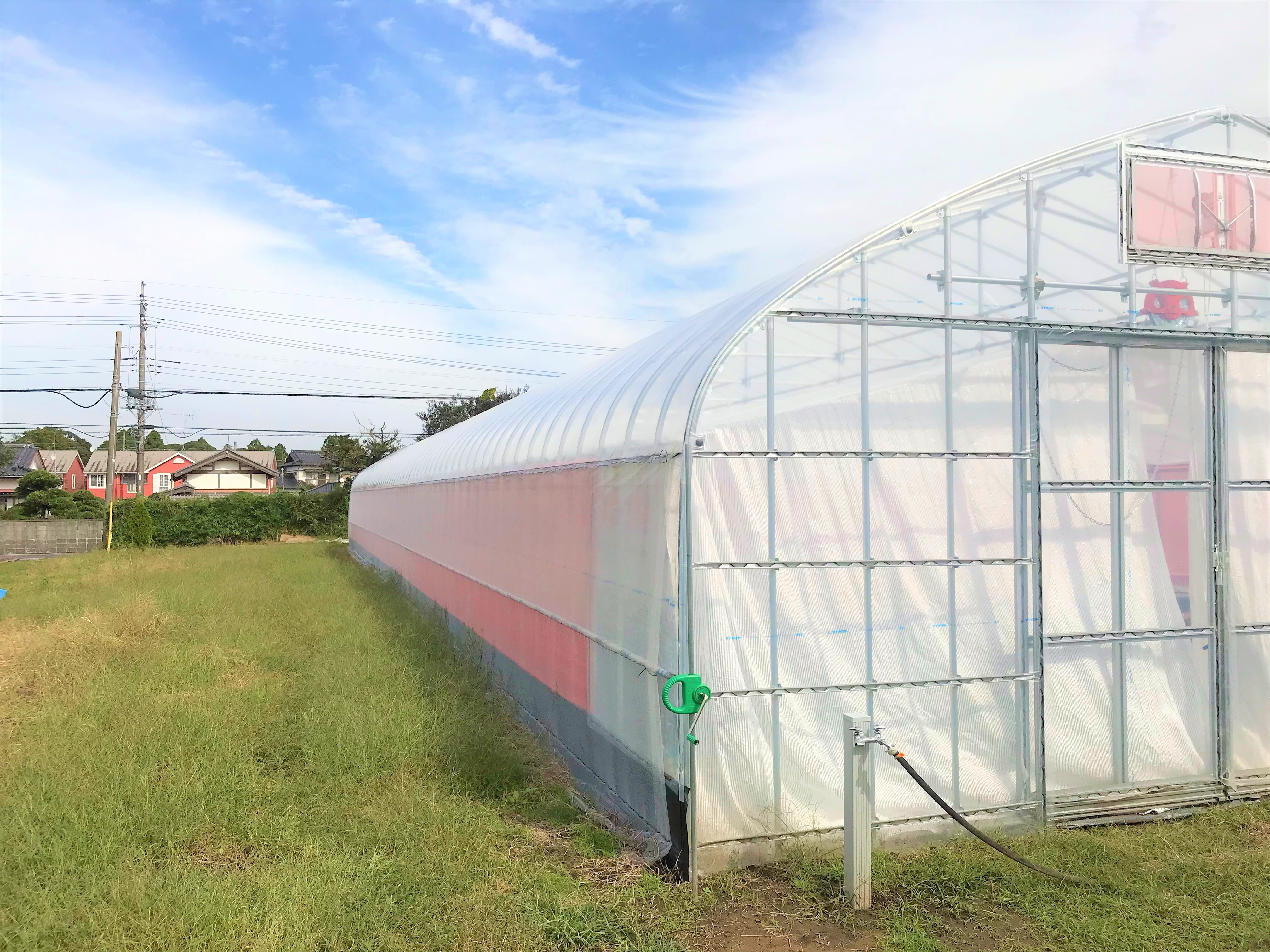【棚付き】いちご育苗用ビニールハウス(55坪)|千葉県の施工実績