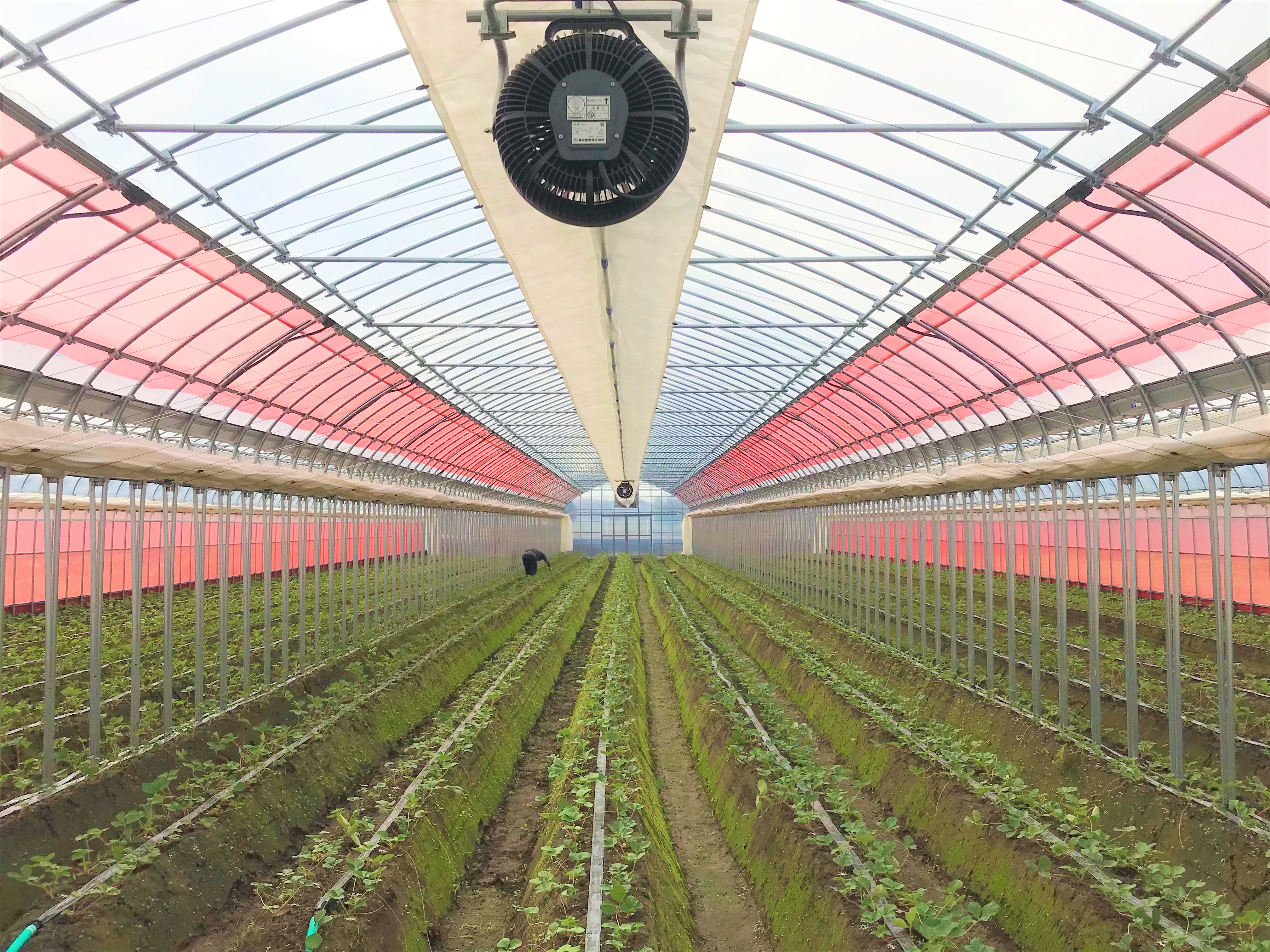 【新規就農】イチゴ栽培用パイプハウス（286坪）|千葉県の施工実績