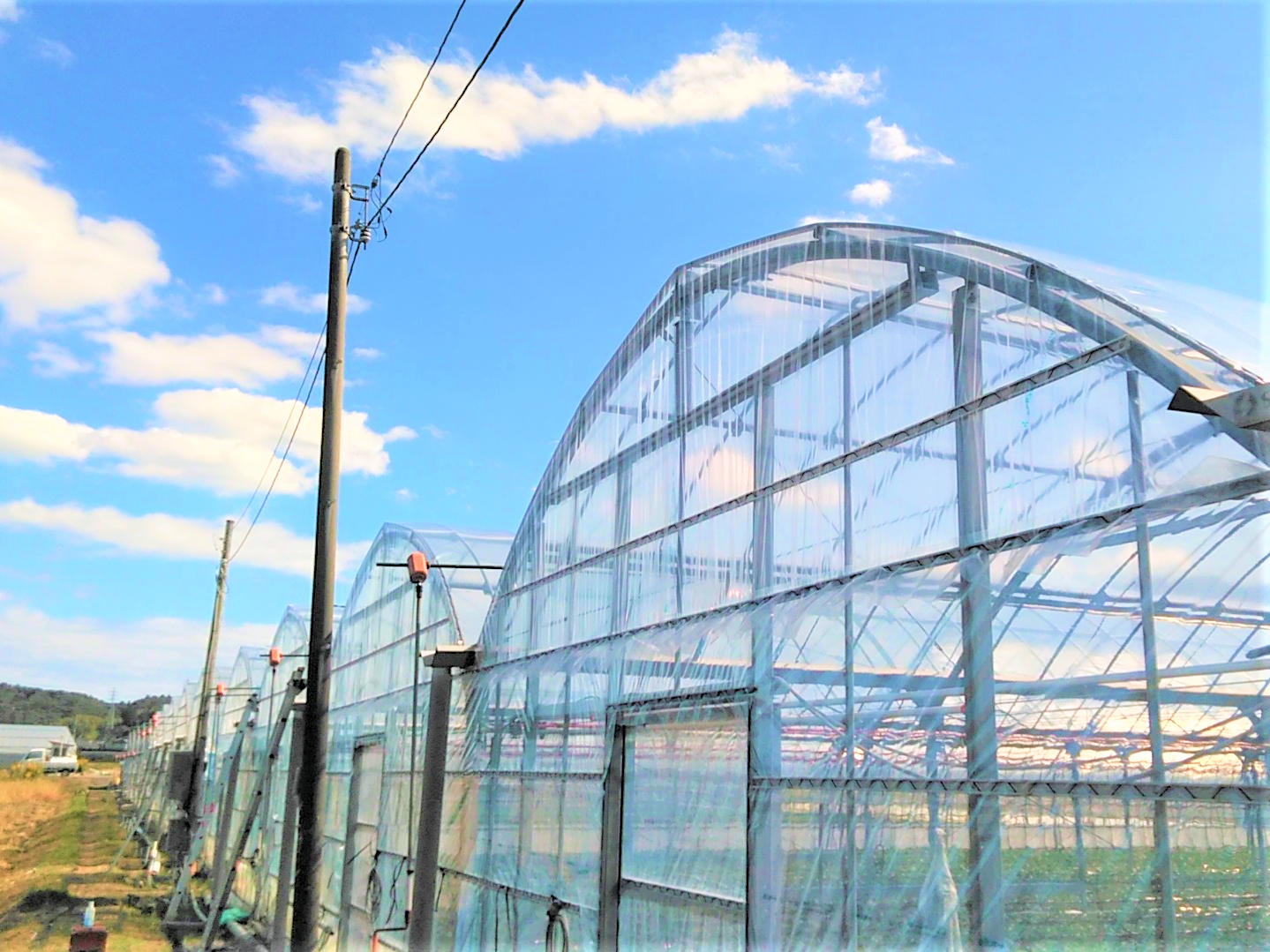 【巻上一体型】イチゴ用パイプハウス屋根張り替え|千葉県の施工実績