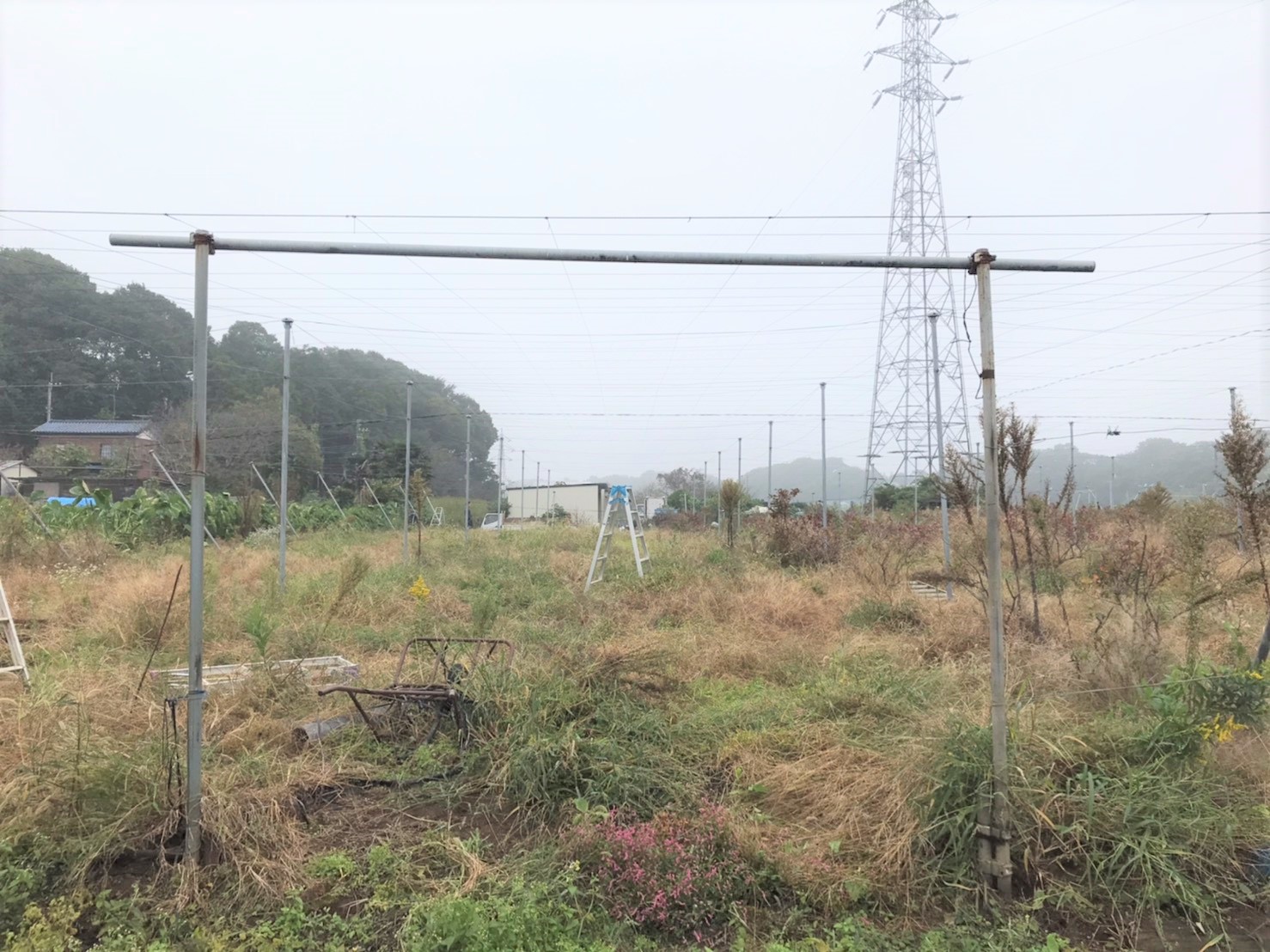 【修繕・張り替え】ブルーベリー棚・防鳥ネット|千葉県の施工実績