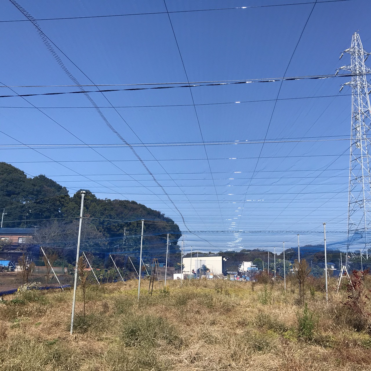【修繕・張り替え】ブルーベリー棚・防鳥ネット|千葉県の施工実績