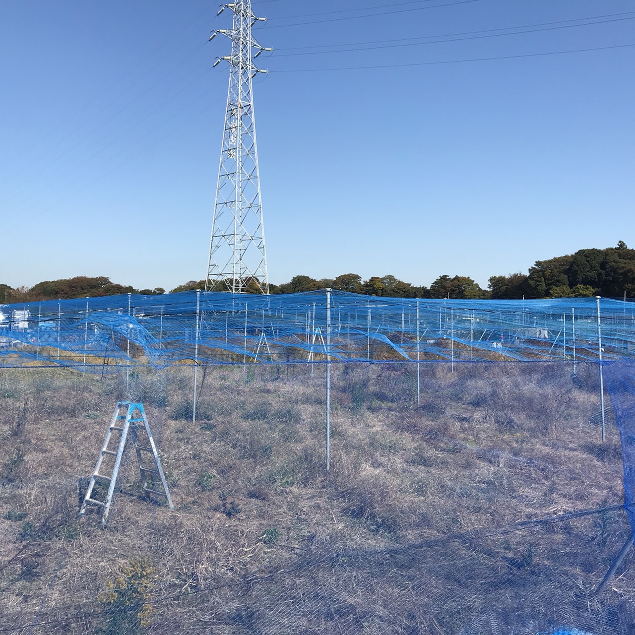【修繕・張り替え】ブルーベリー棚・防鳥ネット|千葉県の施工実績