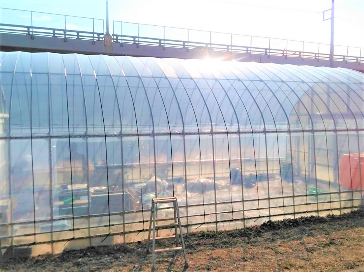 (株)共走|神奈川県小田原市の施工実績|【修繕】パイプハウス張り替え（11坪）