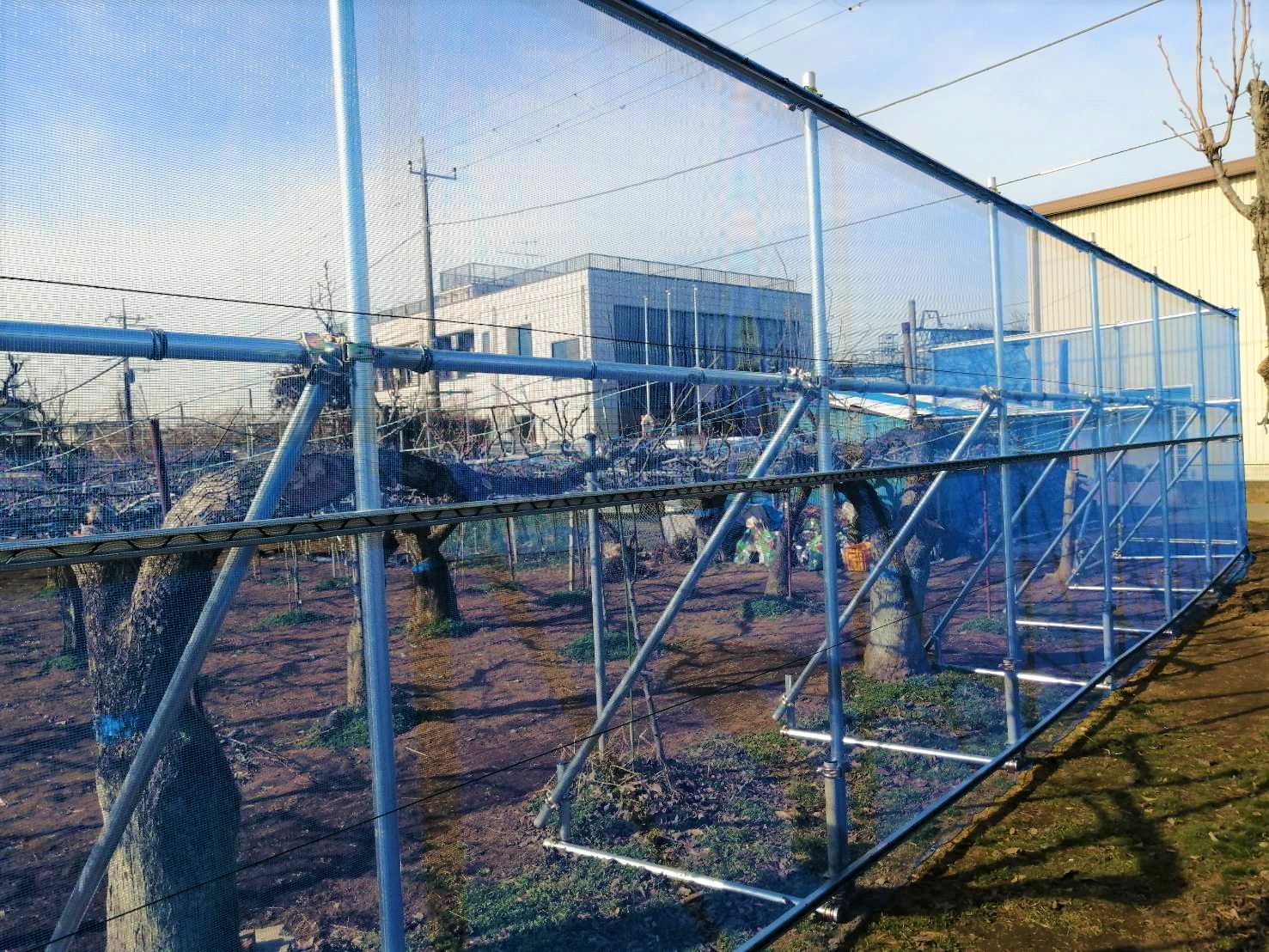 【果樹棚】防風施設|千葉県松戸市の施工実績