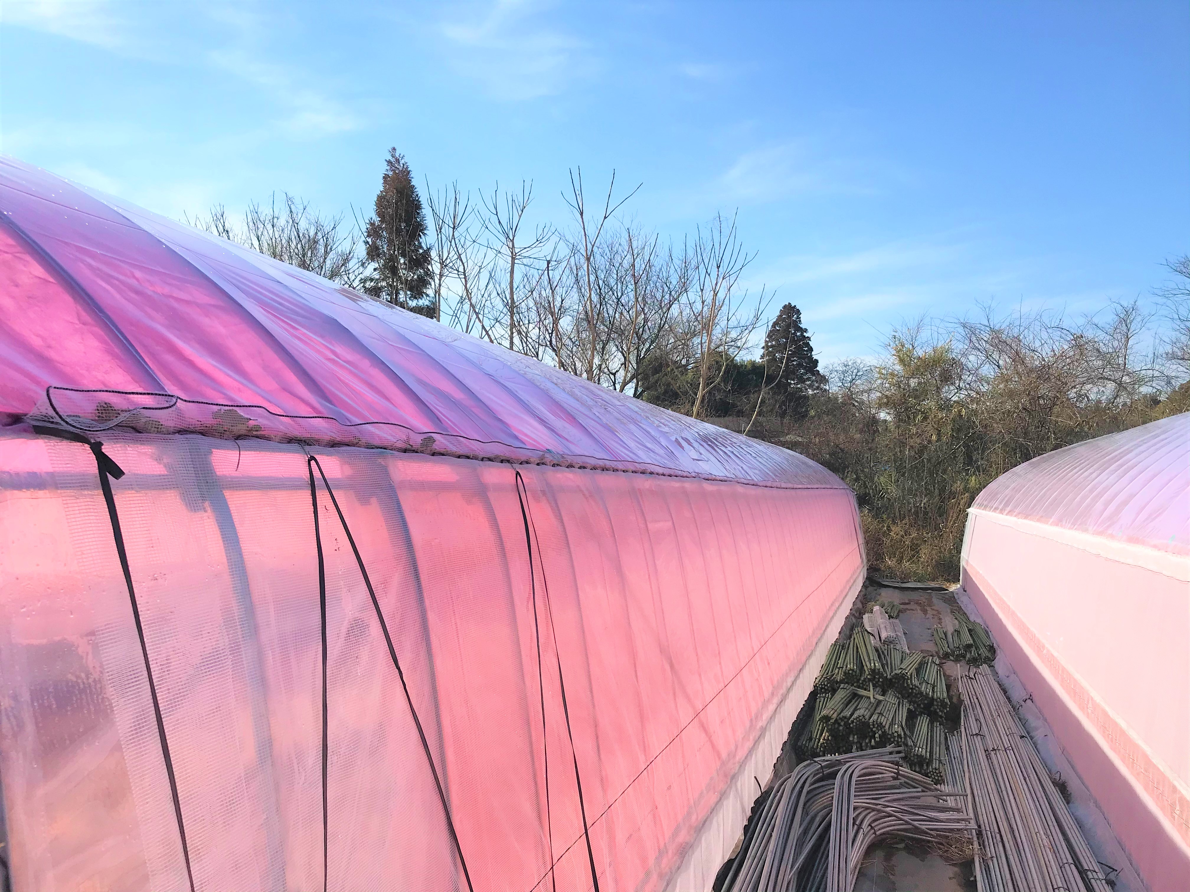 パイプハウス全面張替(調光ネット付) |茨城県の施工実績