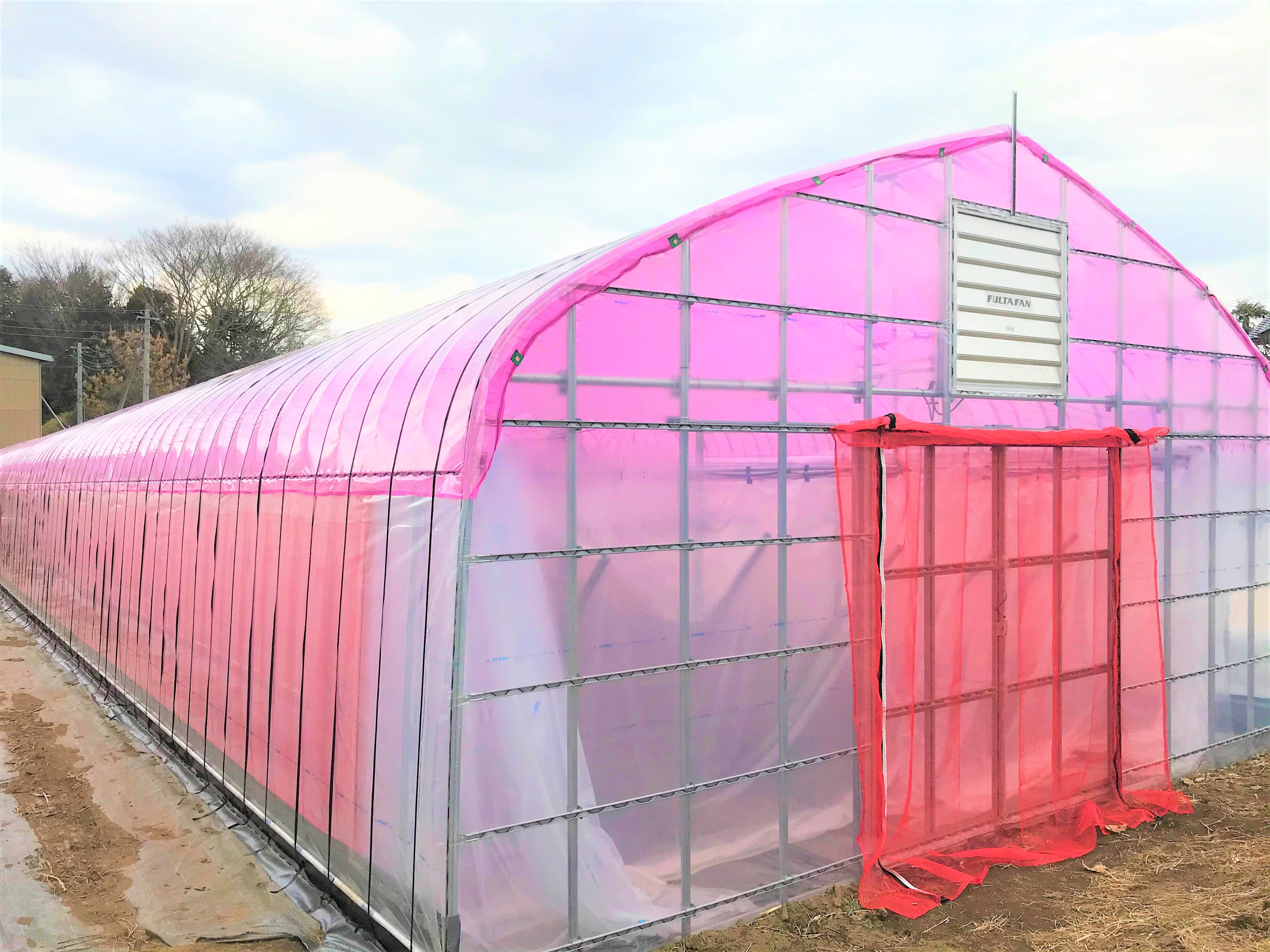 【光合成調光ネット】農業用パイプハウス（77坪）|茨城県の施工実績
