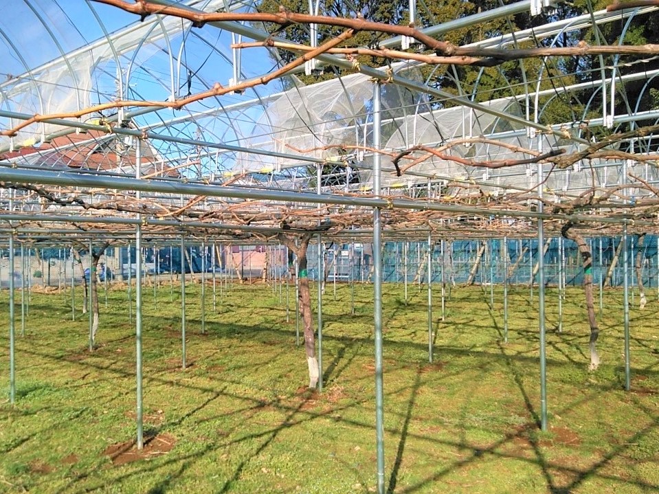 【果樹棚】ぶどう棚・雨よけハウス(163坪)|千葉県の施工実績