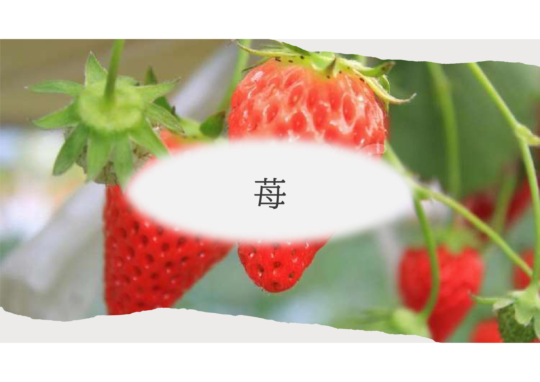 (株)共走|群馬県の施工実績|トマト用軽量鉄骨ハウス(829坪)