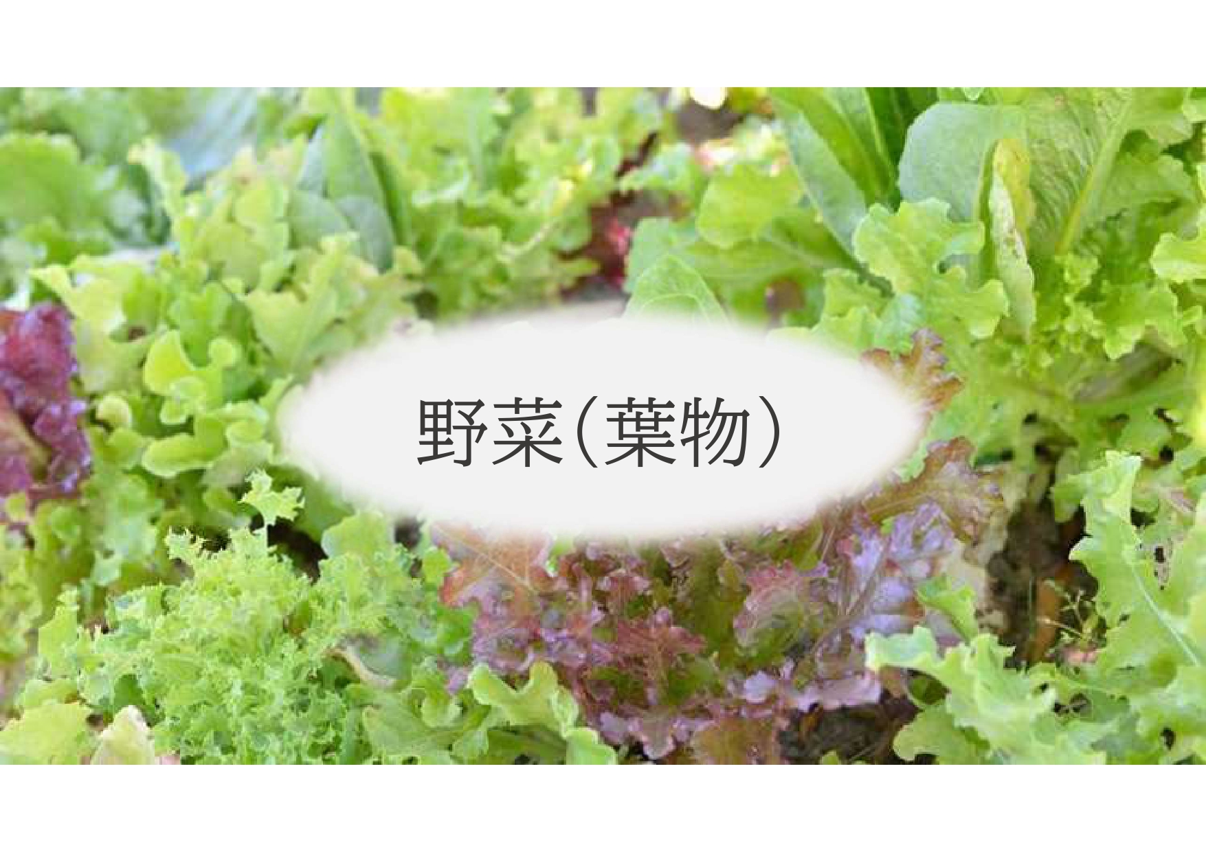 (株)共走|群馬県の施工実績|トマト用軽量鉄骨ハウス(829坪)
