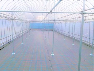 (株)共走|茨城県の施工実績|【果樹棚】ぶどう栽培用パイプハウス（47.7坪）の画像