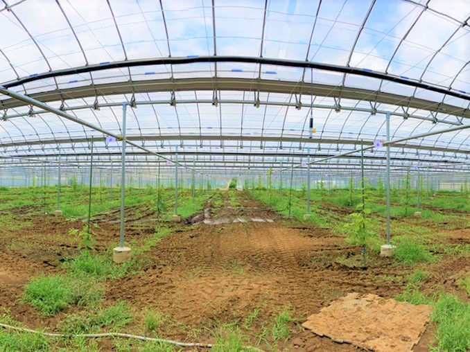 【ぶどう棚】果樹棚・雨よけハウス(716坪)|千葉県松戸市の施工実績