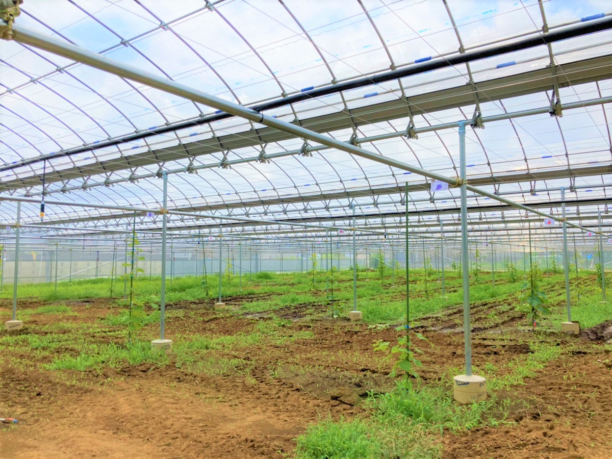 【ぶどう棚】果樹棚・雨よけハウス(716坪)|千葉県松戸市の施工実績