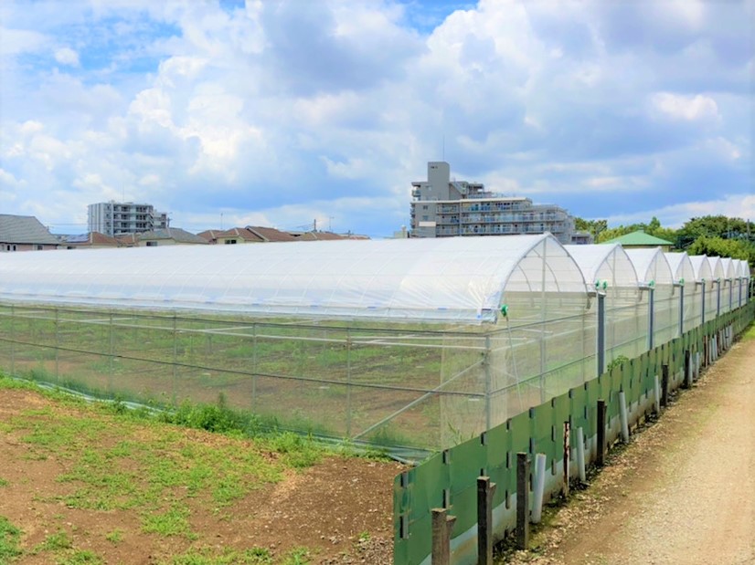 【ぶどう棚】果樹棚・雨よけハウス(716坪)|千葉県松戸市の施工実績
