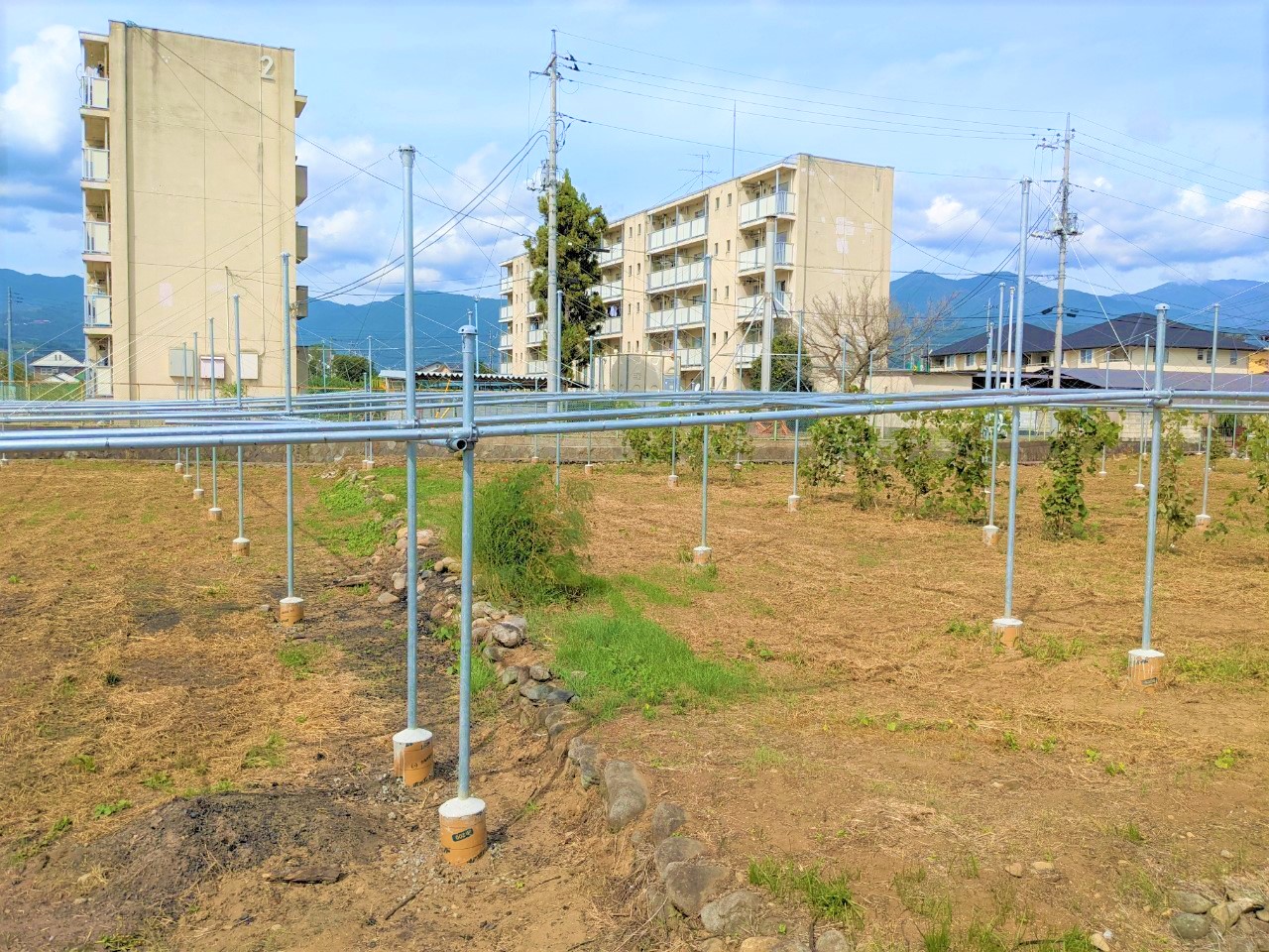 【ぶどう】パイプ式果樹棚(1086坪)|山梨県の施工実績