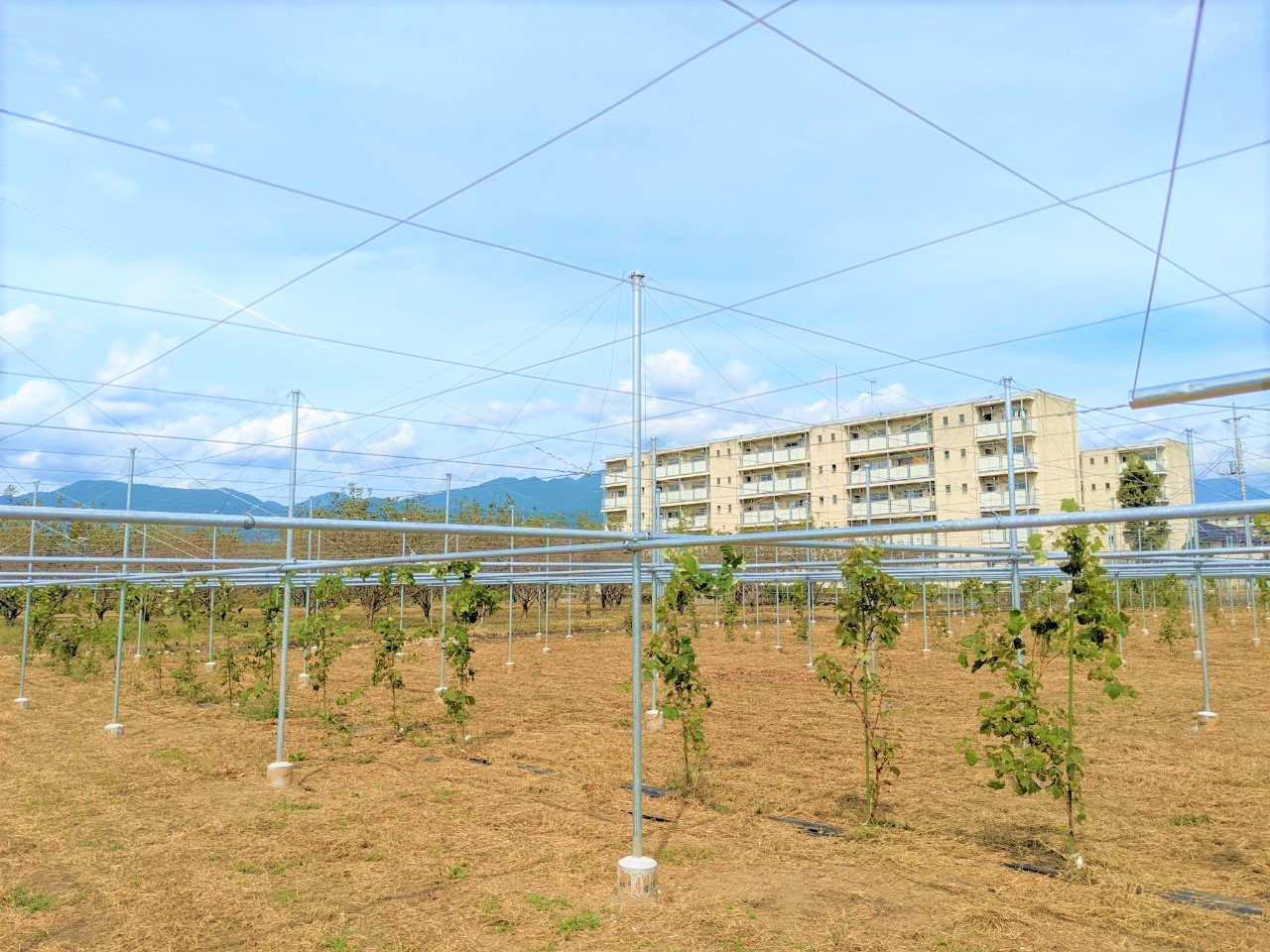 【ぶどう】パイプ式果樹棚(1086坪)|山梨県の施工実績