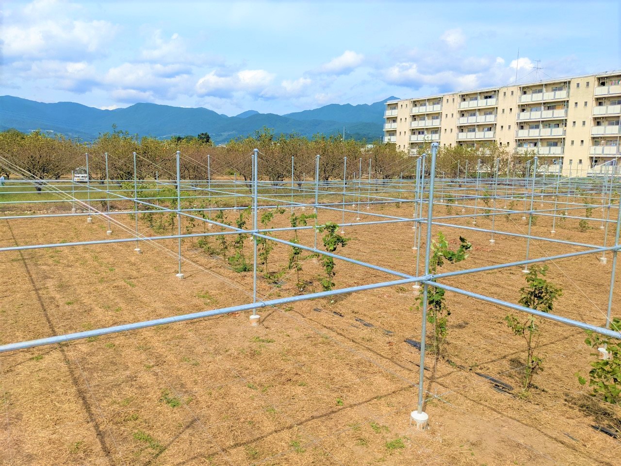 【ぶどう】パイプ式果樹棚（1086坪）|山梨県の施工実績