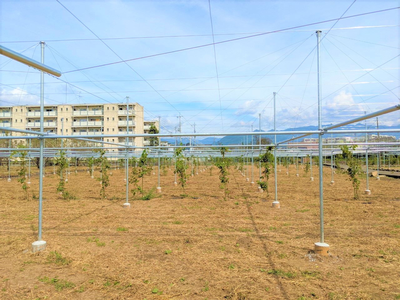 【ぶどう】パイプ式果樹棚(1086坪)|山梨県の施工実績