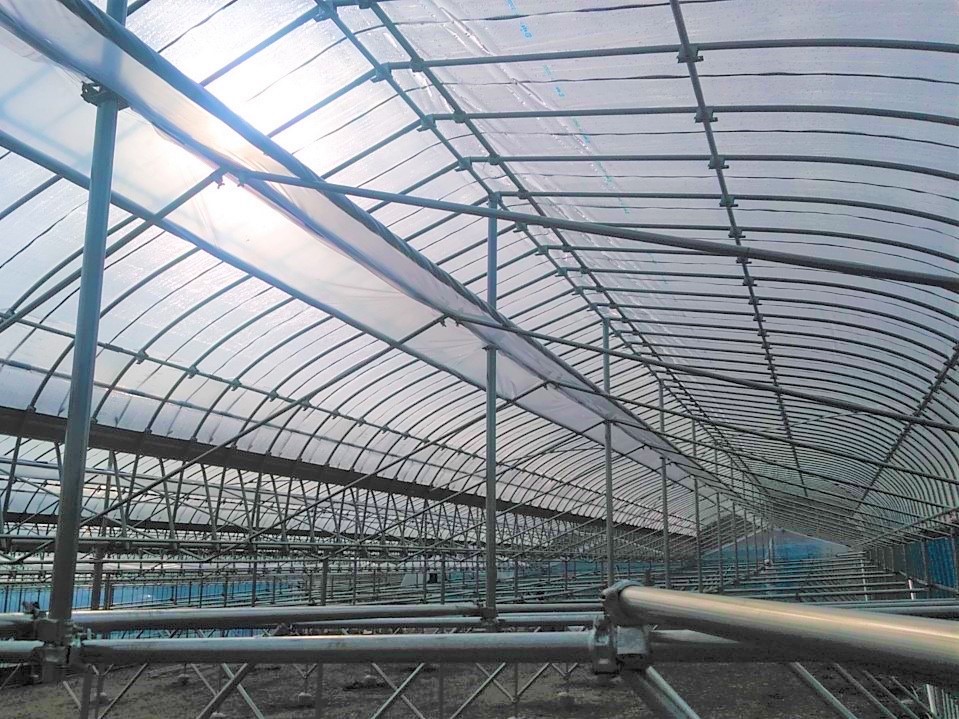 【ぶどう】雨よけ加温ハウス(218坪)|茨城県の施工実績