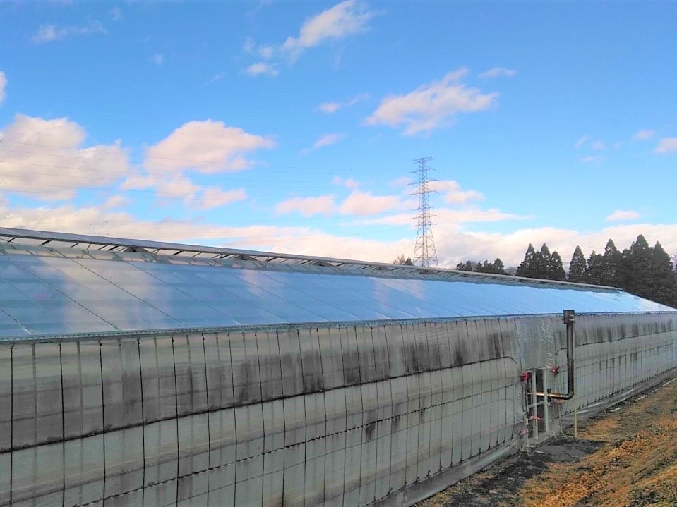 【屋根】バラ用鉄骨ハウス張り替え|群馬県の施工実績