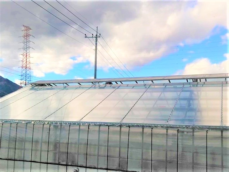 【屋根】バラ用鉄骨ハウス張り替え|群馬県の施工実績