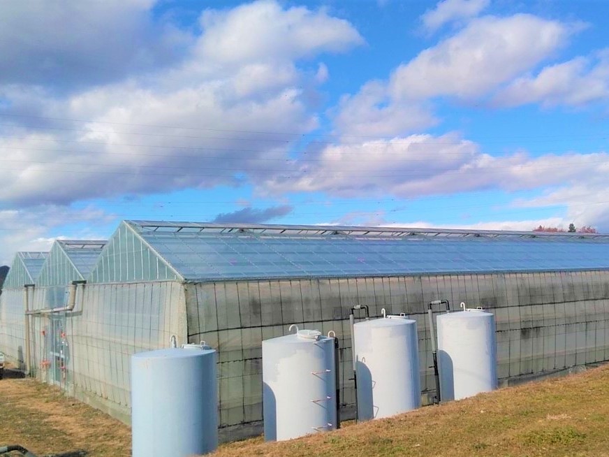 【屋根】バラ用鉄骨ハウス張り替え|群馬県の施工実績