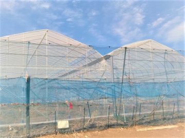 ブログ|埼玉県施工紹介ぶどう栽培用果樹棚雨よけハウスを施工しました。の画像