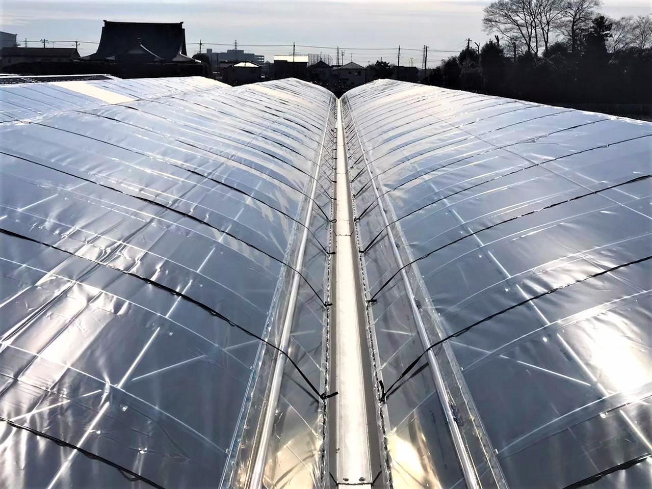【ぶどう】雨よけハウス（355坪）|埼玉県の施工実績