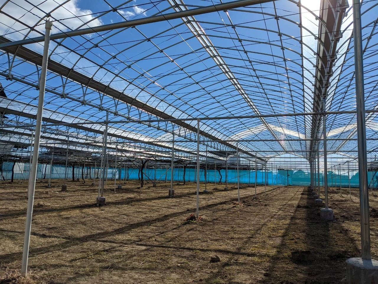 【ぶどう】雨よけハウス（355坪）|埼玉県の施工実績