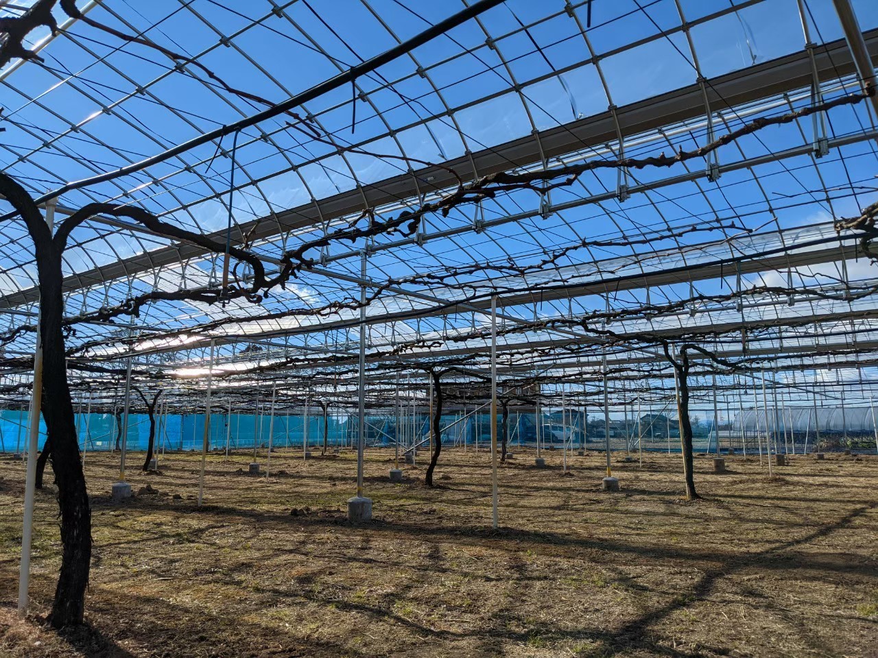 【ぶどう】雨よけハウス（355坪）|埼玉県の施工実績