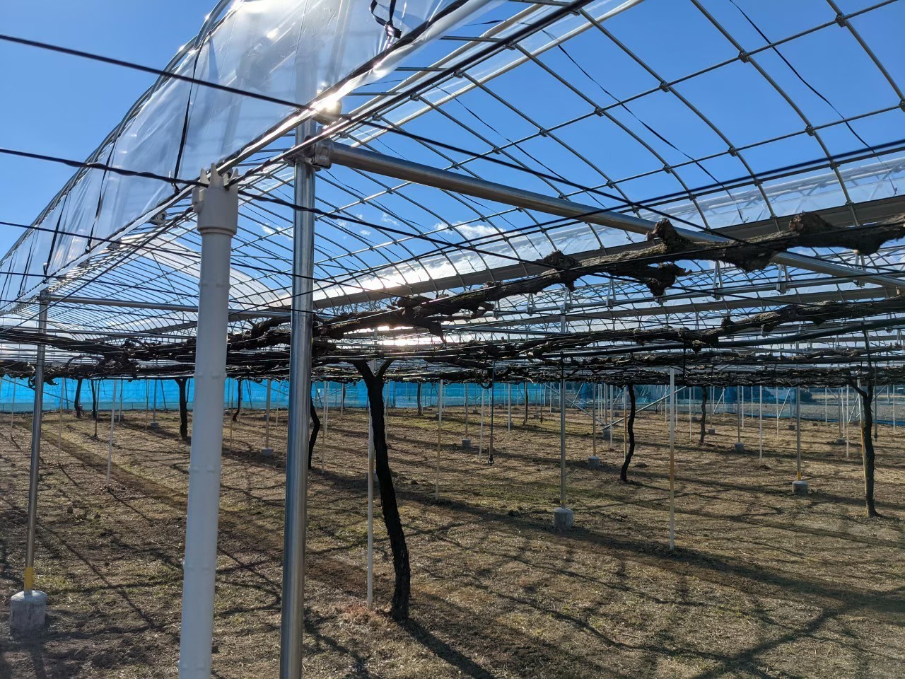 【ぶどう】雨よけハウス（355坪）|埼玉県の施工実績