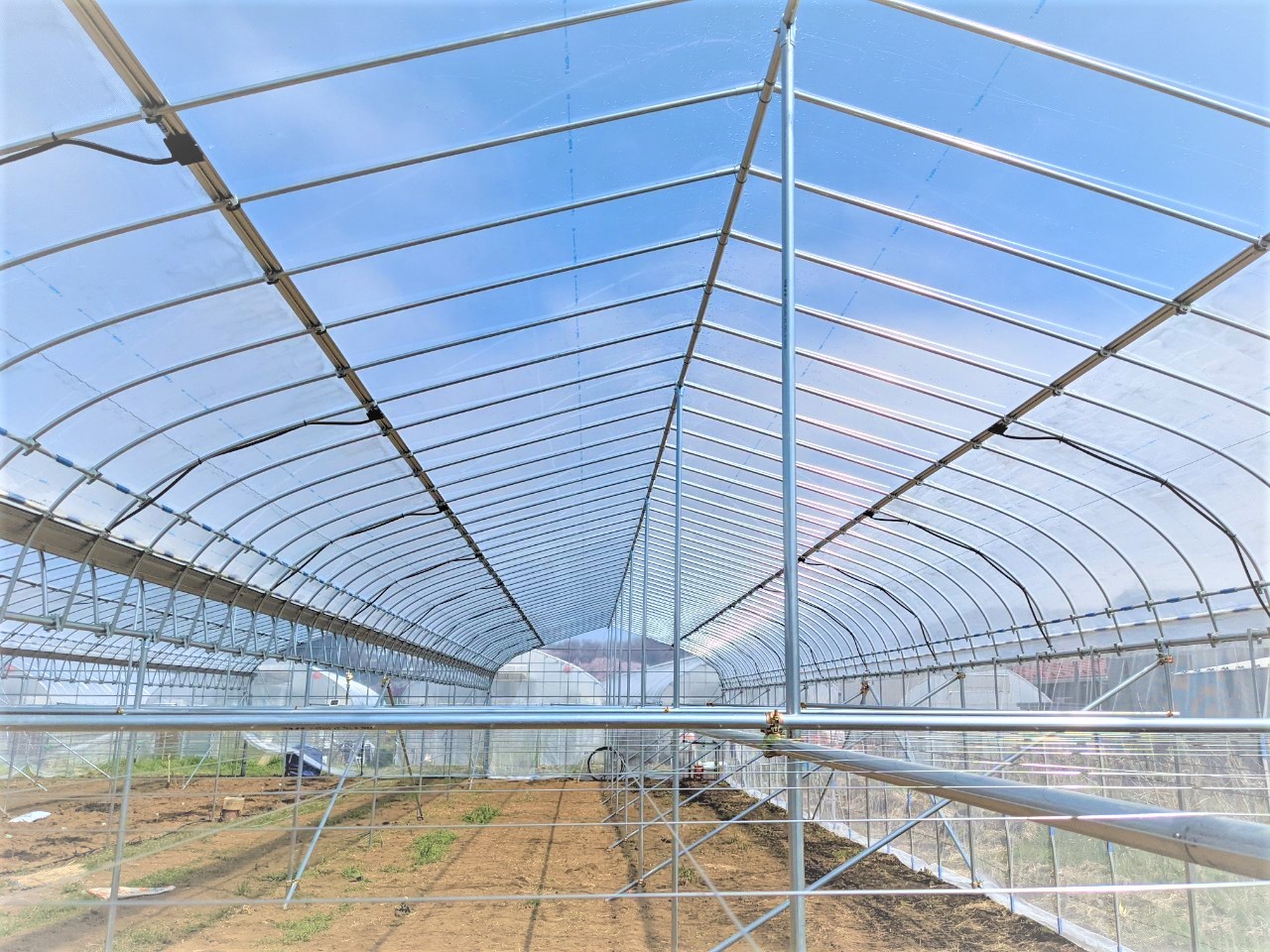 【ぶどう】棚雨よけハウス（216.4坪）|東京都の施工実績