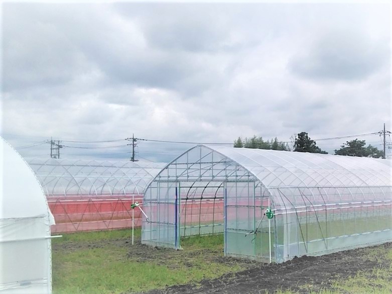 【新規就農】いちご用パイプハウス(646坪)|栃木県の施工実績