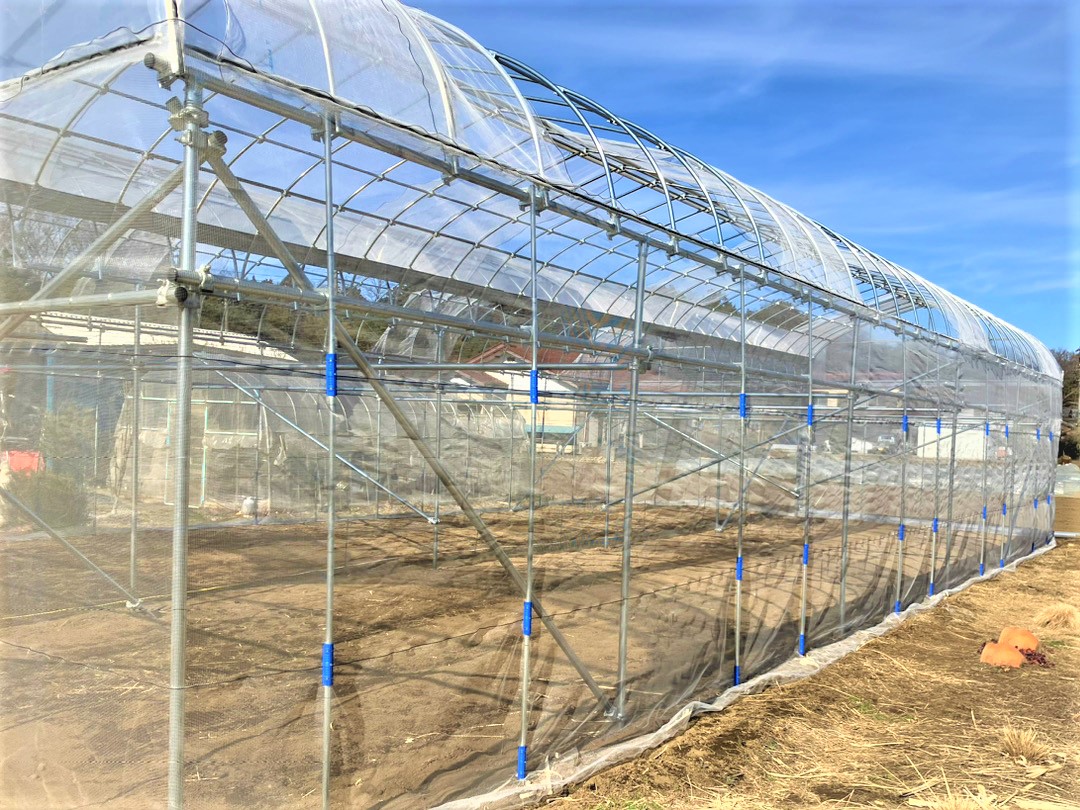 【2連棟】ぶどう棚雨よけハウス（47坪）|埼玉県の施工実績