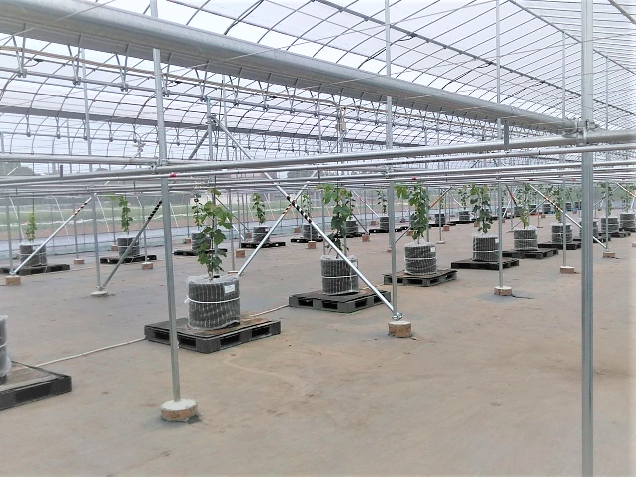 【ぶどう】棚雨除け一体型ハウス(393坪)|茨城県の施工実績